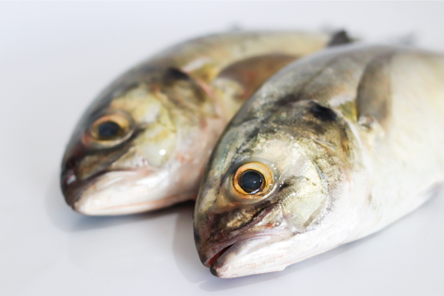 La importancia del consumo de pescado en el autocuidado